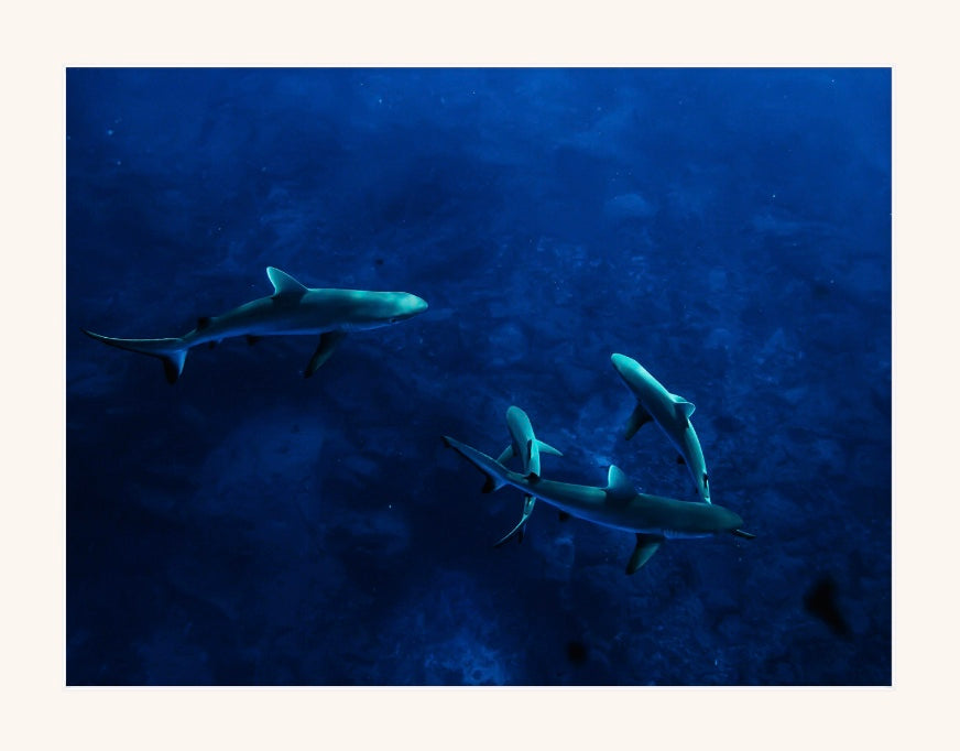 Tranquil Swim