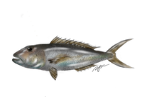Illustration of a fish on a white background