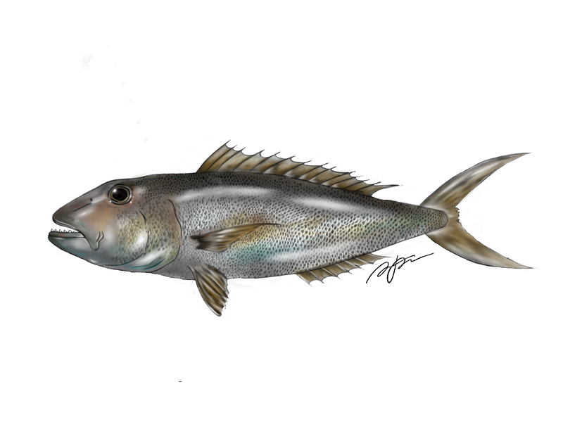 Illustration of a fish on a white background